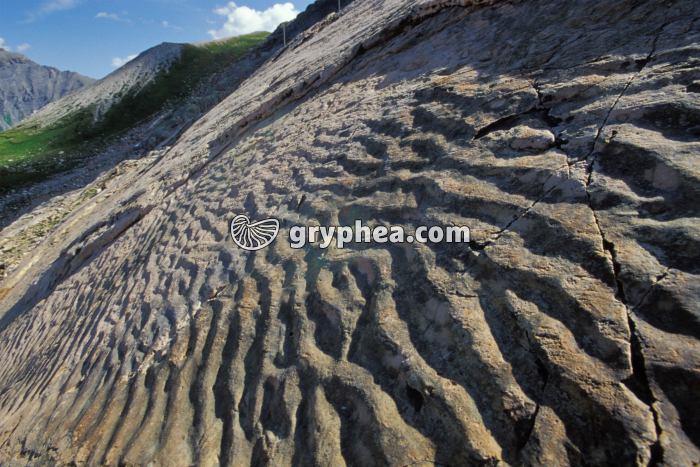 Ripple-marks fossiles Emosson - gryphea.org